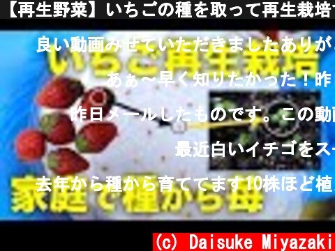 【再生野菜】いちごの種を取って再生栽培する方法【リボベジ】  (c) Daisuke Miyazaki